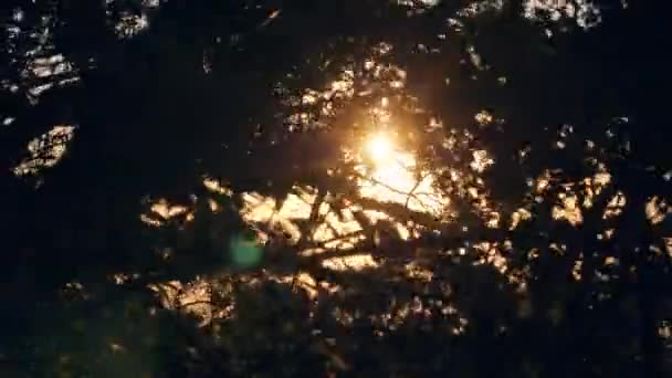 Raggi di sole che splendono attraverso sagome di rami d'albero nella foresta all'alba . — Video Stock