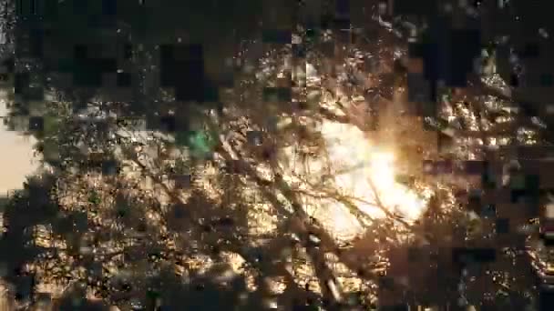 바람에 흔들리는 나뭇가지 사이로 하늘을 배경으로 빛나는 태양 광선. — 비디오