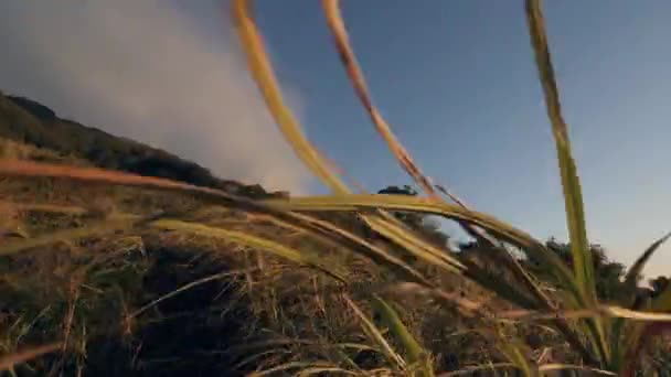 Utsikt över gräs och träd på berget rör sig mot blå himmel och solstrålar. — Stockvideo