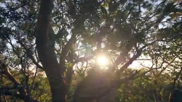 Vackra stora träd i skogen, blad och grenar svajar mot soluppgången. — Stockvideo