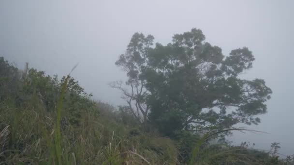 Natuur landschap met eenzame boom op heuvel helling in witte mist bij winderig weer. — Stockvideo