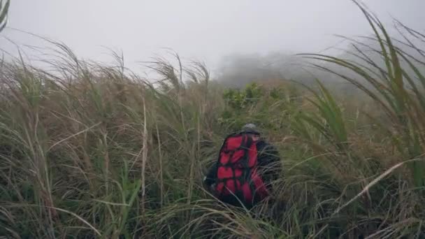 Чоловік піднімається, прогулюючись по дикій гойдалці трави в туманній горі . — стокове відео