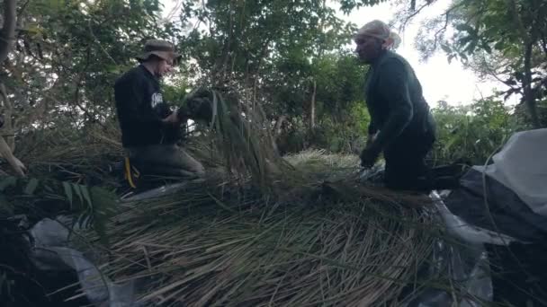 Men filling the hay in jungle. — Stock Video