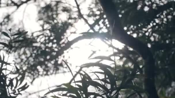 Hermosa escena de verano. Hojas suavemente movidas por el viento contra el sol brillante . — Vídeo de stock