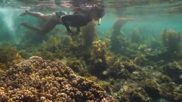 Een vrouwelijke snorkelaar geniet van het uitzicht op de koralen en vissen. — Stockvideo