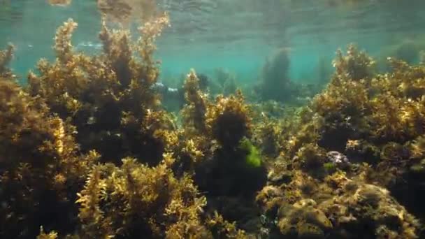 Magnífica vista del mundo submarino. Océano claro y hierba marina con un snorkeler . — Vídeos de Stock