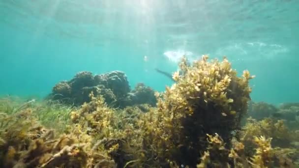 Подводный вид океанской жизни с женщиной, ныряющей с маской . — стоковое видео
