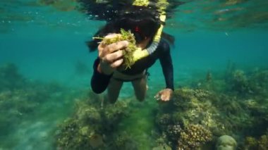 Mavi okyanusta elinde yosunlarla şnorkelle yüzen bir kadının sualtı fotoğrafı..