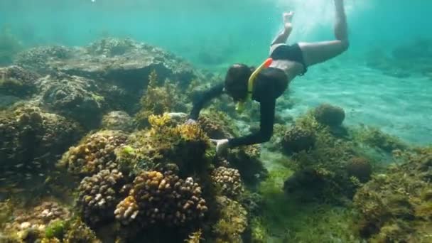 Een vrouwelijke snorkelaar die onder de oceaan zwemt en zeewier plukt.. — Stockvideo