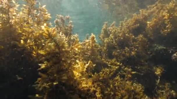Malerischer Unterwasserblick auf den Seegrasgarten mit einer Frau beim Schnorcheln. — Stockvideo