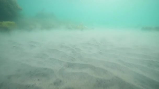 Close up underwater view of sandy ocean floor with seaweeds and seagrass. — 비디오