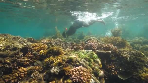 Femme plongeant en apnée dans un sanctuaire marin. Poissons tropicaux et coraux colorés en mer . — Video