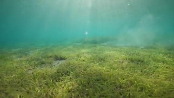 Krásný výhled na mořskou trávu v modrém oceánu se slunečními paprsky. — Stock video