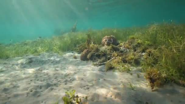 Gyönyörű víz alatti kilátás a tengeri élet a kék óceán. — Stock videók