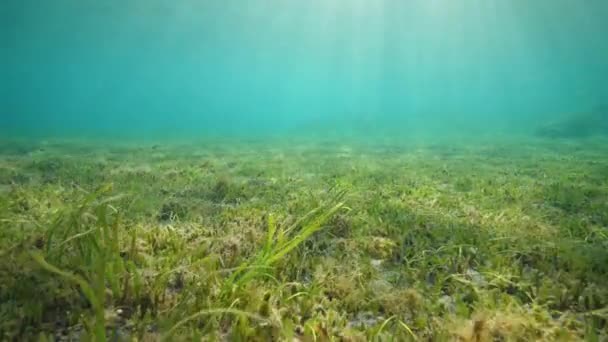 青い海の藻場の水中の景色と水に輝く太陽. — ストック動画