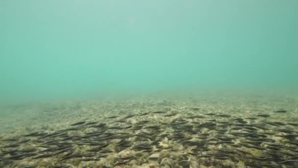 School van vissen zwemmen onder water. Dode koralen en schelpen. — Stockvideo