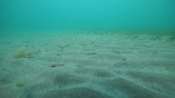 Onderwaterzicht in de blauwe oceaan met zeewier dat groeit op het zand. — Stockvideo