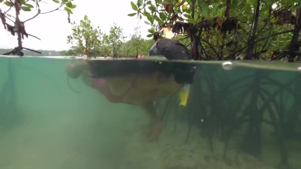 Seksi genç bir kadın mangrov ağaçlarının yanındaki denizde şnorkelle yüzüyor.. — Stok video