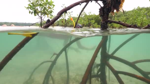 Split uitzicht op Mangrove bomen en wortels onder water met een snorkelaar zwemmen in de buurt — Stockvideo