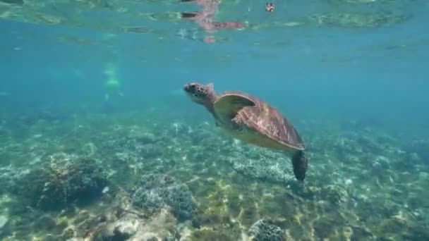 Tengeri teknős úszik a víz felszínén, belélegzi a levegőt és merül. — Stock videók