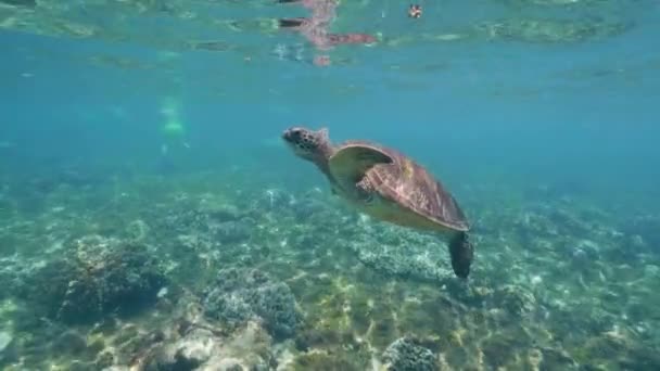 Sea Turtle swims to the water surface, breathes the air and dives. — Stock Video