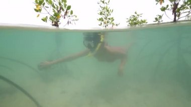 Split view: A snorkeling woman swimming near mangrove trees.
