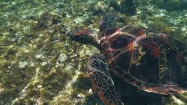 Żółw morski Chelonia mydas pływa na dnie oceanu. — Wideo stockowe