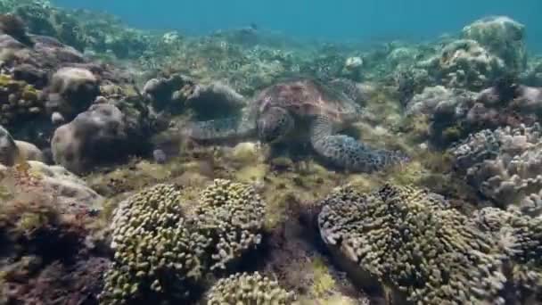 Big sea turtle is eating algae staying fixedly on the sea floor. — Stock Video