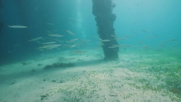 Natuur onderwaterconcept: Een school vissen die onder water zwemmen in de blauwe zee. — Stockvideo