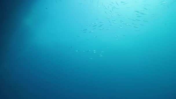 School of fish swimming in the blue ocean with corals on underwater posts. — Stock Video