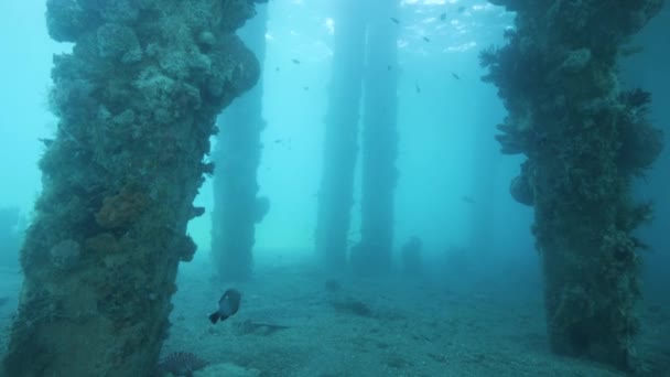 Palplanches sous-marines pleines de coraux et de pêcheurs tropicaux nageant autour . — Video