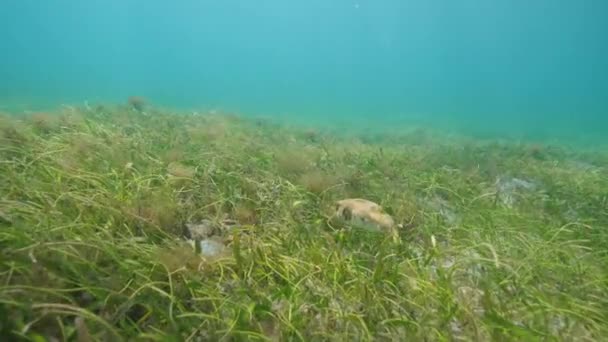 Rozdymka ryba pływająca powoli nad zieloną trawą morską i wodorostami morskimi. Podwodne. — Wideo stockowe