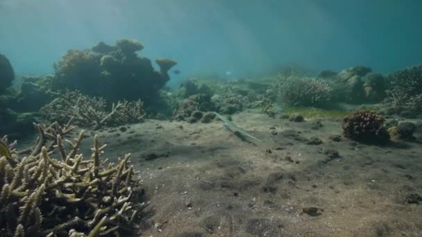 Escena submarina: Buceo cerca del fondo marino con peces, algas y arrecifes de coral . — Vídeo de stock
