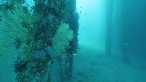 Korallen und Federsterne Seelilien auf der Unterseite der Seebrücke und ein Taucher schwimmt. — Stockvideo