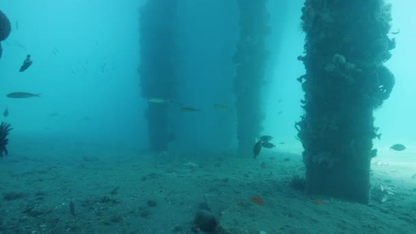 Tropische vissen zwemmen onder de onderkant van een pier in een blauwe oceaan. — Stockvideo