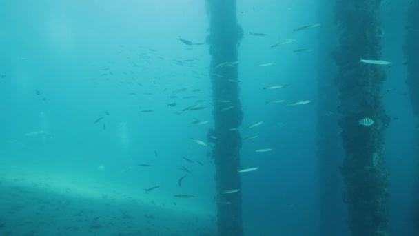Dock onderkant post ondergedompeld in de blauwe oceaan vol met koralen en tropische vissen. — Stockvideo