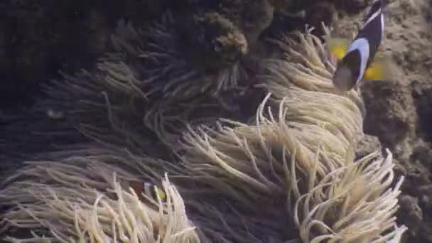 Vista de cerca de anémona de mar en agua ondulada con peces anémona nadando alrededor . — Vídeos de Stock