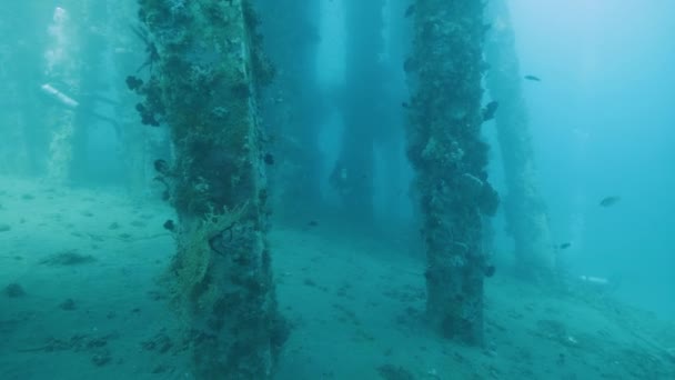 Nurkowie nurkujący na stanowiskach podwodnych z koralowcami i innymi gatunkami morskimi. — Wideo stockowe