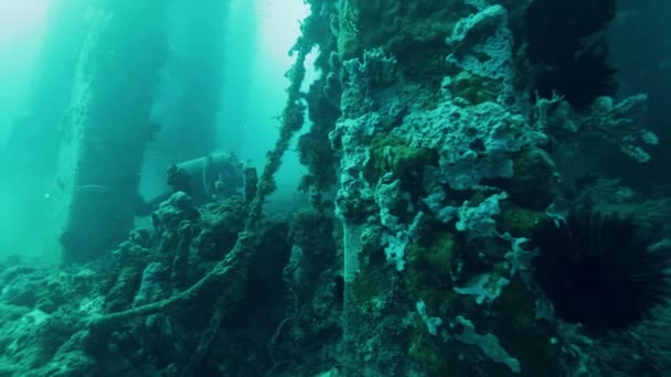 Buceador explorando la parte inferior del muelle del océano con corales y otra vida marina — Vídeos de Stock