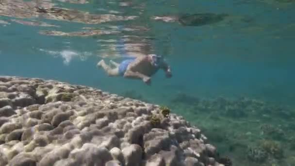 Gepensioneerde oude man geniet van zomervakantie snorkelen in de tropische heldere oceaan. — Stockvideo