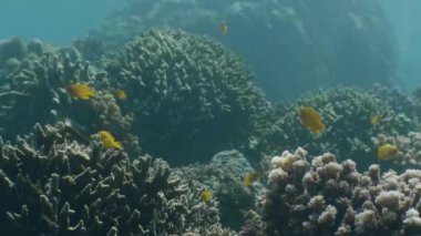 Temiz, el değmemiş okyanus balığı barınağındaki farklı mercan ve balıklar..