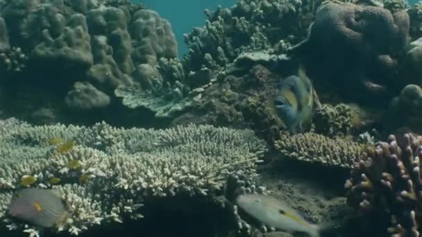 Variedade de peixes tropicais nadando ao redor do santuário marinho no mar quente . — Vídeo de Stock