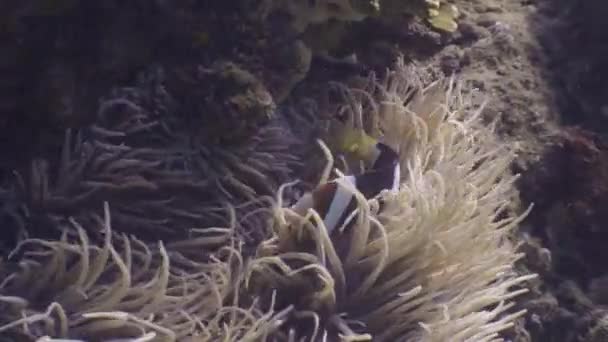 Close up zicht op anemoon vissen die beschutting zoeken tussen zeeanemonen in de oceaan. — Stockvideo