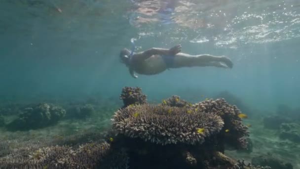 Podwodny widok człowieka w podeszłym wieku nurkowanie w pobliżu korali w letni dzień. — Wideo stockowe