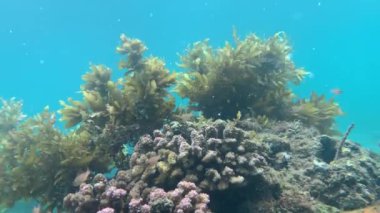 Sualtı sahnesi: Yüzen balıklı mercanlar ve suda sallanan yosunlar.