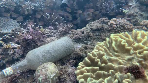 Vecchia bottiglia di vetro sporco sdraiato nella barriera corallina sotto l'oceano. — Video Stock