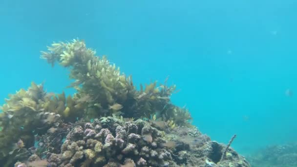 Uitzicht onderwater op koralen met wuivend zeewier en vissen die rondzwemmen. — Stockvideo