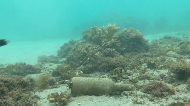 Стеклянная бутылка лежит под океаном вместе с кораллами, водорослями и рыбами . — стоковое видео