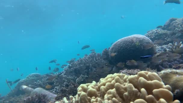 Ekosistem bawah laut dengan beragam ikan tropis dan terumbu karang. — Stok Video