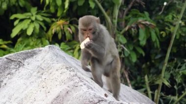 Ormandaki maymun yavaş çekimde kayaya doğru atlar ve bisküvi yer..